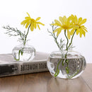 DecorBites™ Transparent Avocado Seed Starter Vase