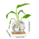 DecorBites™ Transparent Avocado Seed Starter Vase