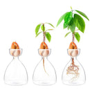 DecorBites™ Transparent Avocado Seed Starter Vase