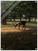 Deer in Sunlight - Print