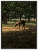 Deer in Sunlight - Print