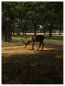 Deer in Sunlight - Print