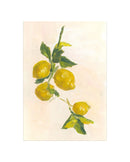 Lemon Branch