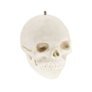 Sugar Skull: DIY