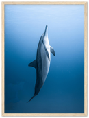 Dolphin - Print