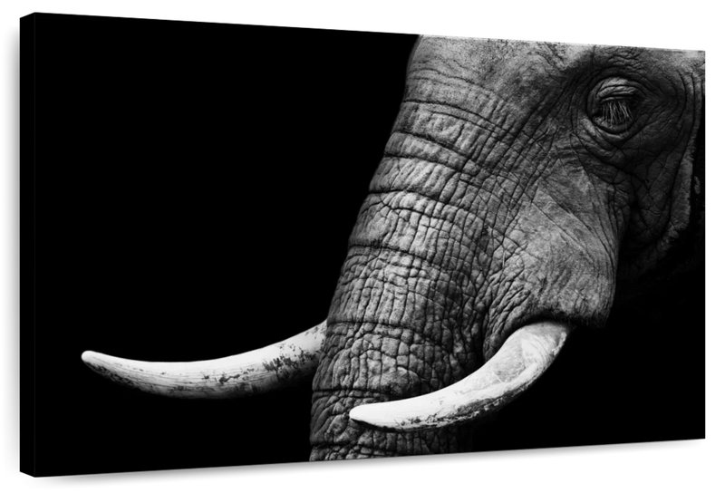 Elephant Close Up Wall Art