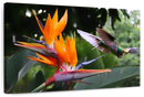 Flying Hummingbird Wall Art