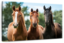 Young Horses Wall Art