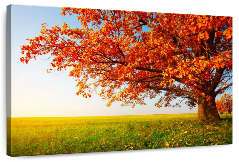 Autumn Oak Tree Wall Art