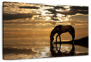 Lone Arabian Horse Wall Art