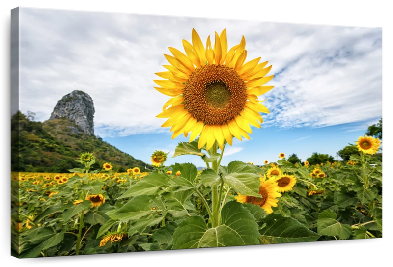 Golden Sunflower Wall Art