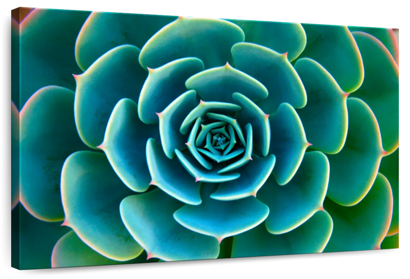live succulent art Live Succulent Wall Art