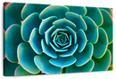 Live Succulent Wall Art