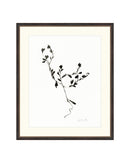 Sketched Botanical