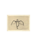 The Great Cormorant