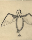 The Great Cormorant