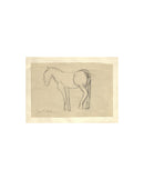 Horse Sketch
