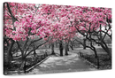 Central Park NY Cherry Blossoms Wall Art
