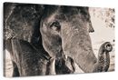 Elephant Up Close Wall Art