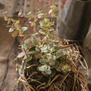 Faux Leaf Autumn Eucalyptus Artificial Stem