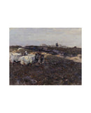 Sheep Flock