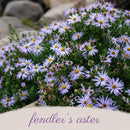 Front Yard Friendly Live Plant Landscape Kit | Prairie Legacy Inc.