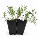 Front Yard Friendly Live Plant Landscape Kit | Prairie Legacy Inc.