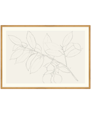Lemon Branch Drawing