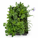 Hummingbird Garden Live Plant Landscape Kit | Prairie Legacy Inc.