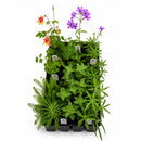 Front Yard Friendly Live Plant Landscape Kit | Prairie Legacy Inc.
