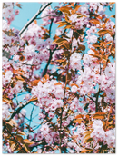 Floral - Print