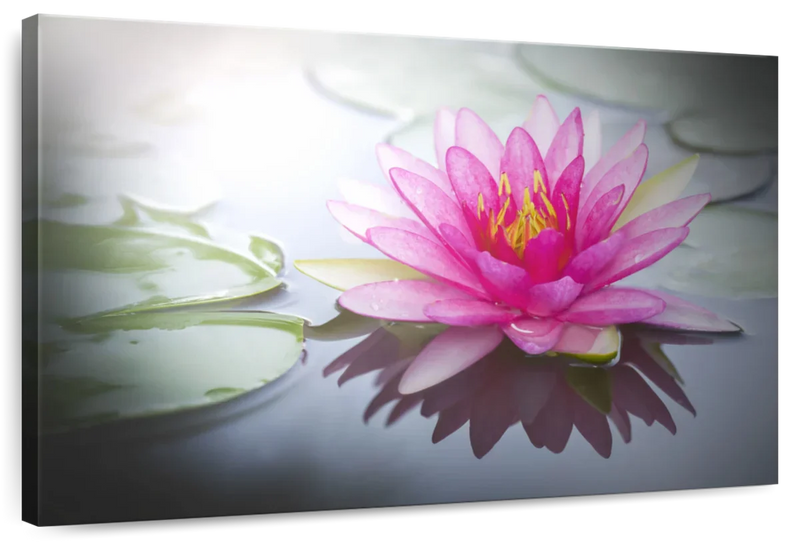 Beaming Pink Lotus Wall Art