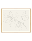 Lemon Branch Drawing