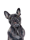 The Frenchie - Open Edition Paper Print
