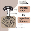 adaptive cacao. performance superfood.