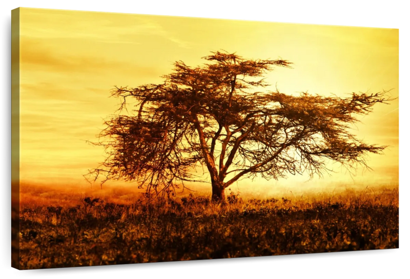 African Tree At Sunset Wall Art