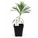 Front Yard Friendly Live Plant Landscape Kit | Prairie Legacy Inc.