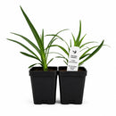 Rain Garden Live Plant Landscape Kit | Prairie Legacy Inc.