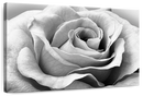 Full Bloom Rose Wall Art