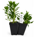 Front Yard Friendly Live Plant Landscape Kit | Prairie Legacy Inc.
