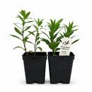 Hummingbird Garden Live Plant Landscape Kit | Prairie Legacy Inc.