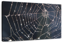 Spider Web Wall Art