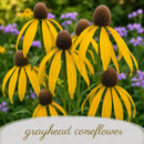 Salt & Clay Wildflower Bundle | Tall & Short Mini Mixes | Prairie Legacy Inc.