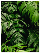 Green Leaves - Print
