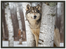 Grey Wolf Print Metal Wall Art – Wildlife Nature Rustic Cabin Home Decor