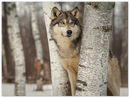 Grey Wolf Print Metal Wall Art – Wildlife Nature Rustic Cabin Home Decor