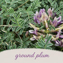 Backyard Bird Wildflower Bundle | Tall & Short Mini Mixes | Prairie Legacy Inc.