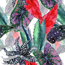 Plant's Leaves and  Succulents Wallpaper