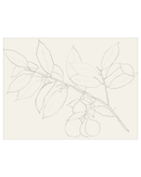 Lemon Branch Drawing