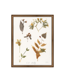E.D Botanical Study